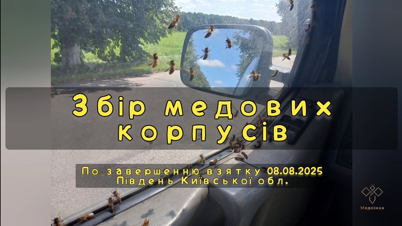В гостях у бджіл. Збір медових корпусів.
