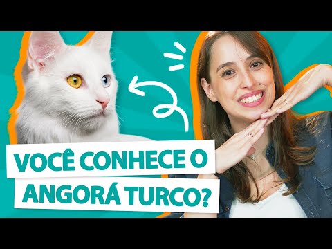 Vídeo: Raça Turca De Gato Angorá Hipoalergênico, Saúde E Expectativa De Vida