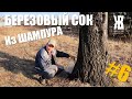 Сбор березового сока при помощи ШАМПУРА. Легко и просто. Способ добыть березовый сок от ЖКВ.