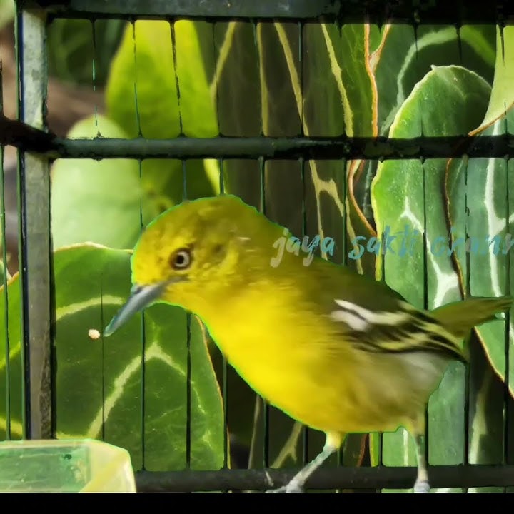 Sirtu Betina ngekrek Birahi#masteranburung #birdsounds #sirtubetina