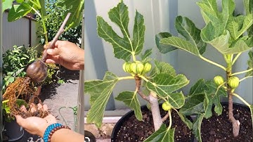 Egg plant and aloe vera, New method of rooting a fig tree