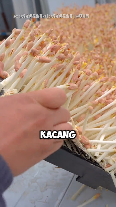 Kecambah umumnya tumbuh dari kacang hijau atau kedelai, tapi ini...