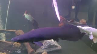 Famous Feeding Redtail Catfish a frozen Silver Arowana Wealth