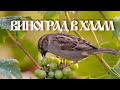 Виноград в хлам. Птицы съедают виноград.