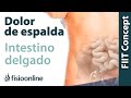 Tratamiento para dolor lumbar o ciática provocado por una alteración del intestino delgado