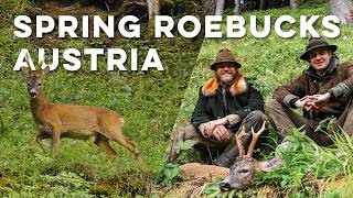 Spring in the Alps – roe buck hunting and land stewardship