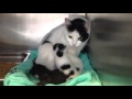 Cat Reunites with Lost Kittens!