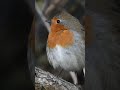 Robin Singing! #shorts #wildlife #robin