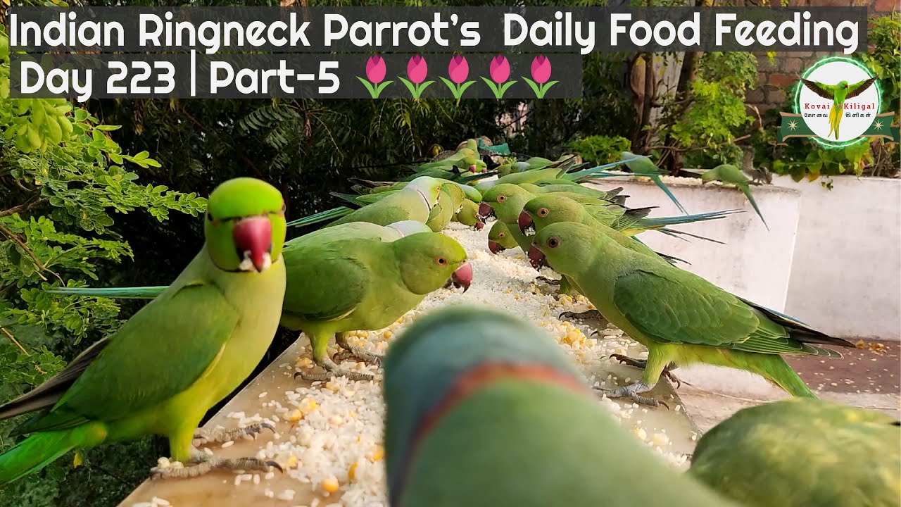 Indian Ringneck Parrot Daily Food Feeding🌷🌷🌷🌷🌷| Day 223 | Part-5