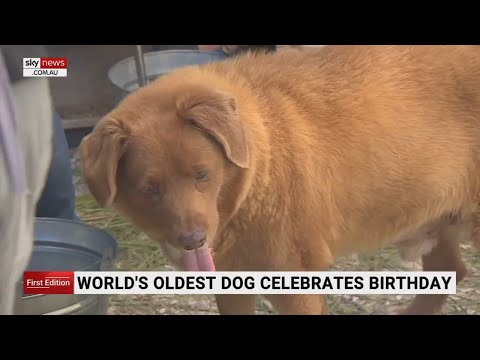 Video: Maggie môže byť najstarším psom, ktorý kedy žil, umiera vo veku 30 rokov