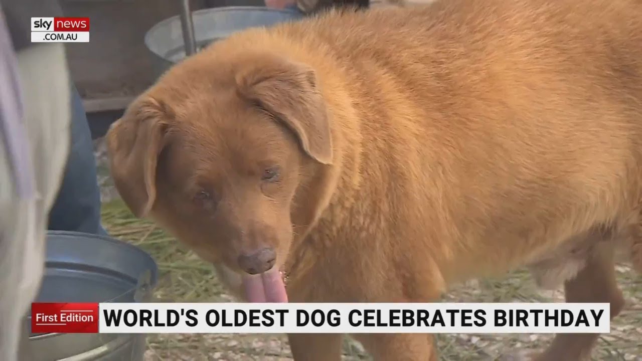 Bobi, the world's oldest dog, turns 31 years old