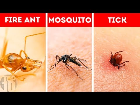 10 Bug Bites You Need To Be Able to Identify