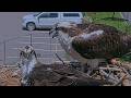 Feather Gets Stuck To Clark's Bill As Ospreys Trade Incubation Duties | June, 4, 2026
