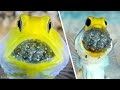 Most Incredible Ways Animals Give Birth 