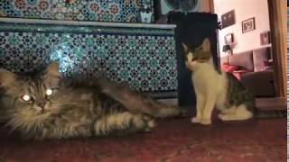 Norwegian Forest Cat vs Blind cat by Miaou Channel 1,367 views 4 years ago 3 minutes, 2 seconds