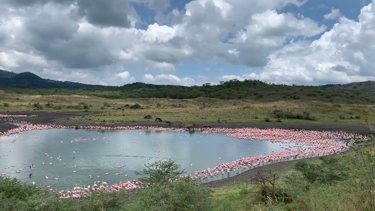Flamingos at Momella Lake, Arusha National Park, Tanzania