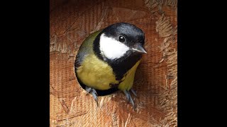 Blanan Great Tit  Nest Cam 2026