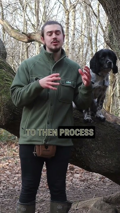 how-should-dog-s-greet-youtube
