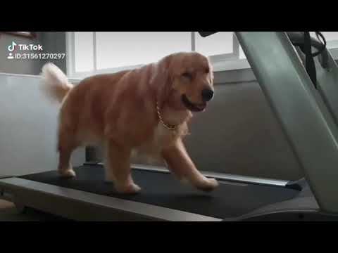 troyer farm golden retrievers troyer farm golden retrievers