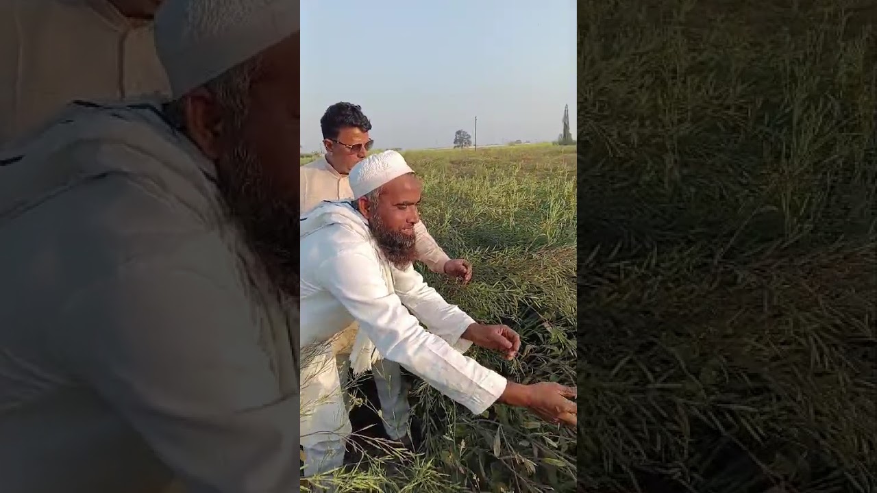 Sarso ki dhamaal veraity Rtb 16 supar kisan ki jubani Co.6395207413