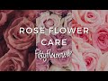 Flower care  roses