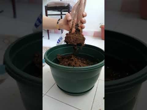 كيفية العنايه بالنباتات نبات الباتشيرا