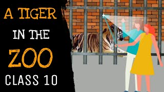 A tiger in the zoo class 10 - Summary in hindi - With PYQs & MCQs for term 1