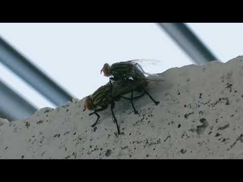 วีดีโอ: แมลงวันผสมพันธุ์อย่างไร