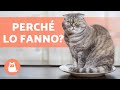 10 Comportamenti STRANI dei GATTI 🐱❓