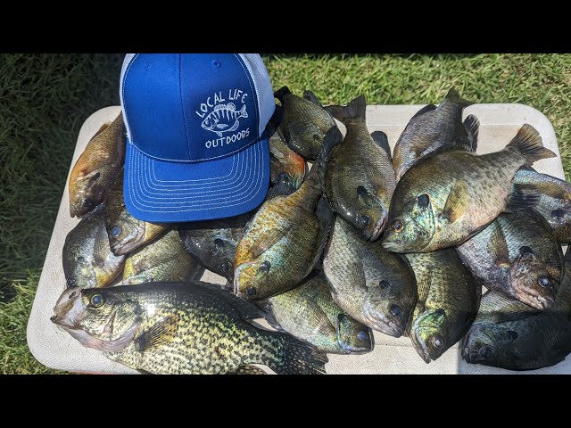 Fishing with Live Crickets for Bluegill, Panfish, Bream- How to Hook 