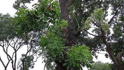 TÁC DỤNG CỦA CÂY XÀ CỪ TRONG CHỮA BỆNH ÍT AI BIẾT ĐẾN_CHỮA GHẺ TỪ VỎ LÁ XÀ CỪ.