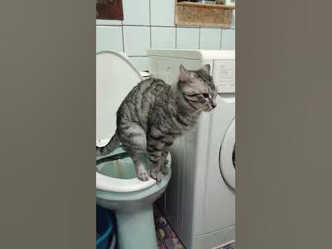 Кот какает в туалет - YouTube