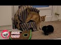 Cat vs Rabbit #4 😹 British Shorthair Kittens Funny 💕 Animal Funday