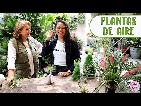 Video: Plantas de amsonia para jardines: aprenda sobre las diferentes variedades de amsonia