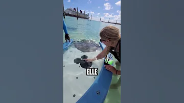 When This Girl Puts Her Hand In The Water A Stingray Comes Out Shortsvideo 