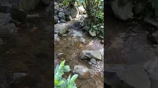 Горные реки Грузии. #nature #Грузия #горныереки #природа