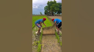 Thumbnail of paddy mat nursery #rice #paddy #cultivation #farming