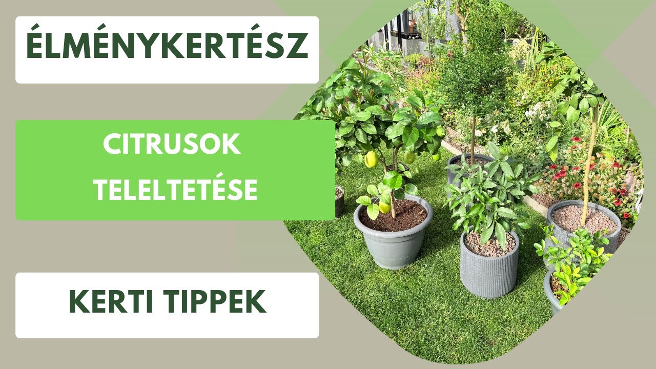 Ne hagyd, hogy elpusztuljon a citrusod télen!🍋🍋‍🟩🍊