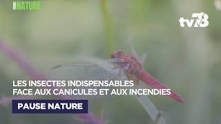 Zones Humides Les Insectes Indispensables Face Aux Canicules Et Aux Incendies