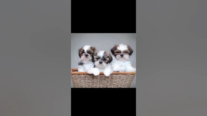 Shih tzu #facts #amazingfacts #trending #shorts #telugu #shihtzu #dog #dogfacts