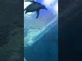 Penguins Swimming Underwater at the Polk Penguin Conservation Center at the Detroit Zoo 11-10-2024