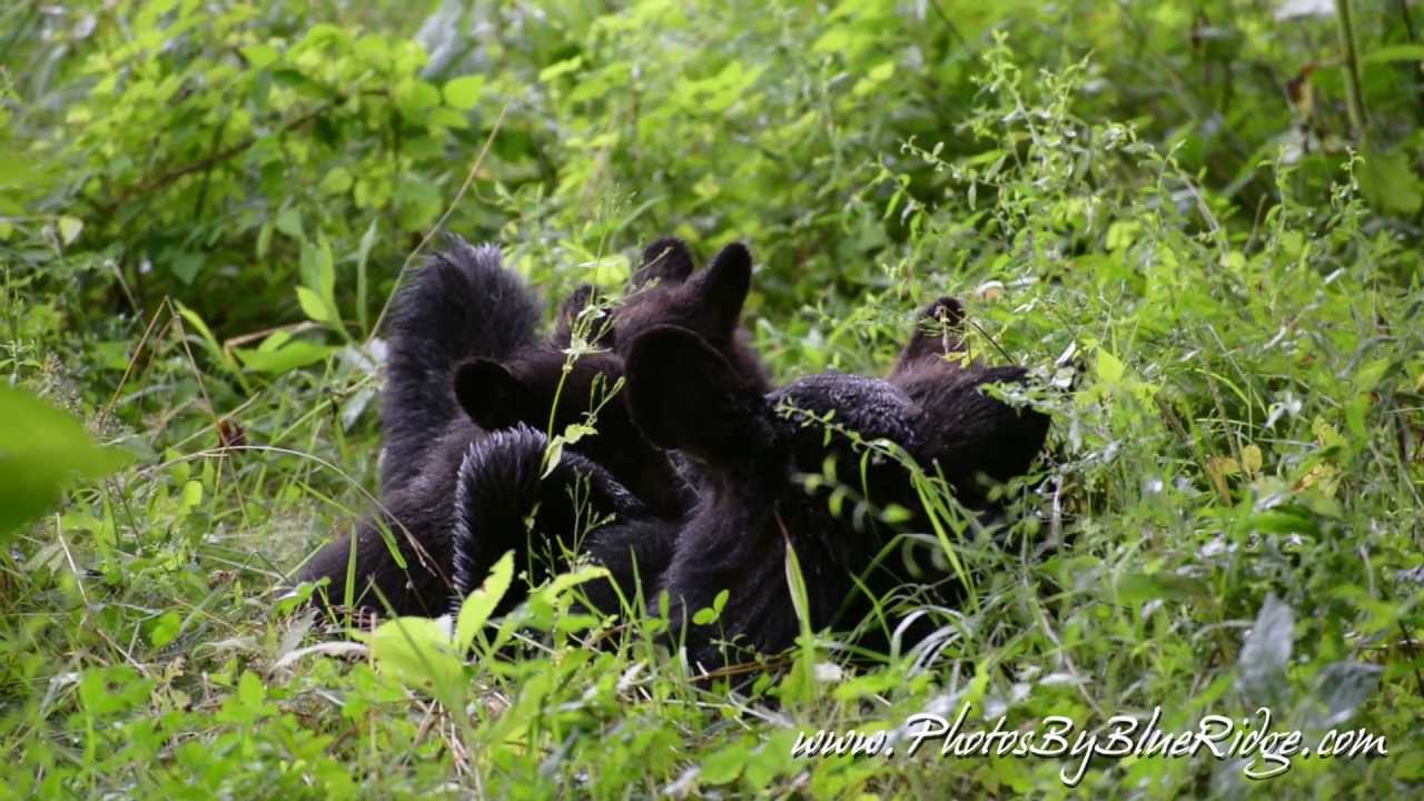 Momma Bear Nursing Three Baby Cubs in Cades Cove - YouTube
