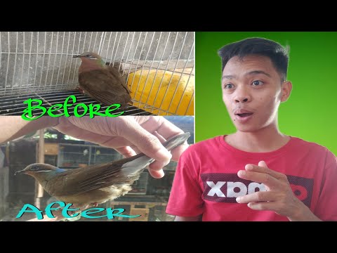Video: Paano Mahuli Ang Dumapo Sa Taglamig