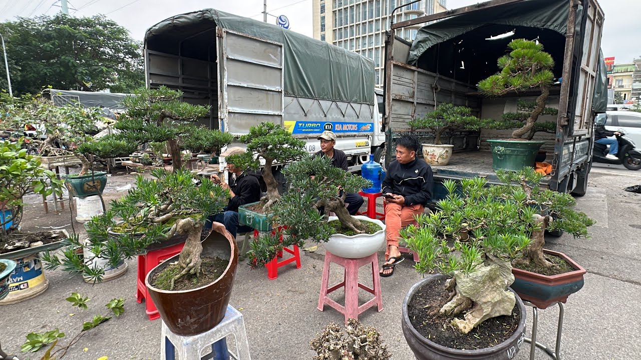 MỚI MUA 8 CỦ MÀ EM GÁI TRẢ HẲN 5 CỦ, CÂY THÔNG ĐẸP THẬT SỰ - BÁO GIÁ NHIỀU TÙNG LA HÁN
