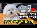 강아지가 진심으로 사랑하는 사람에게만 보여주는 애정 표현, 사랑표현 16가지 🐶💓 【비숑프리제, 강아지애정표현│강아지사랑표현│실버푸들, 강아지사랑해】