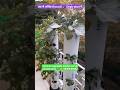 Broccoli 🥦 in vegetable towers #balconygarden #terracegarden #verticalgardening
