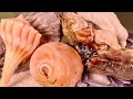 Cleaning Real Oysters, Banded Tulip Shells, Lighting Whelks From Florida...On Fun House TV