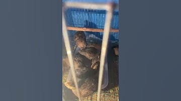 Cho bầy gà rừng tắm cát