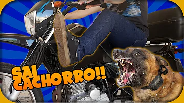 O que fazer quando cachorro corre atrás da moto?
