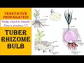 Vegetative propagation | Tuber | Rhizome | Bulb
